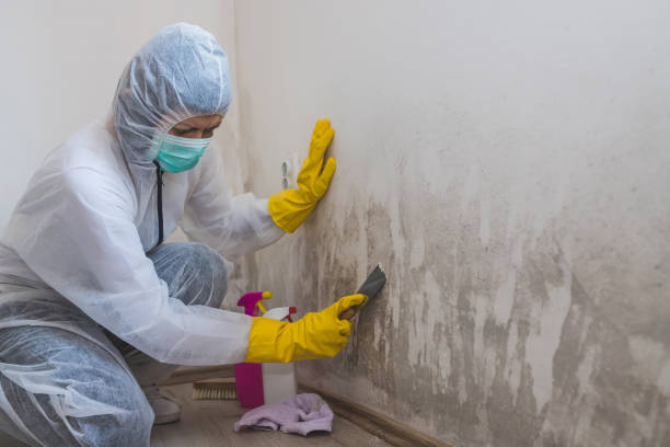 Office Mold Removal Services in Gainesville, VA