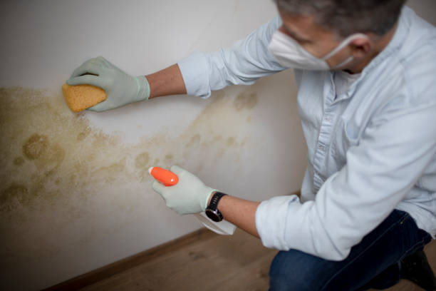 Best Emergency Mold Removal  in Gainesville, VA