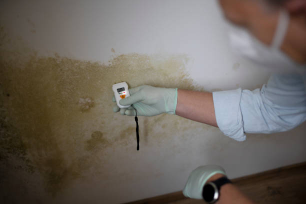 Best Professional Mold Removal  in Gainesville, VA