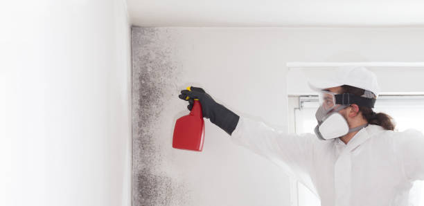 Gainesville, VA Mold Removal Company