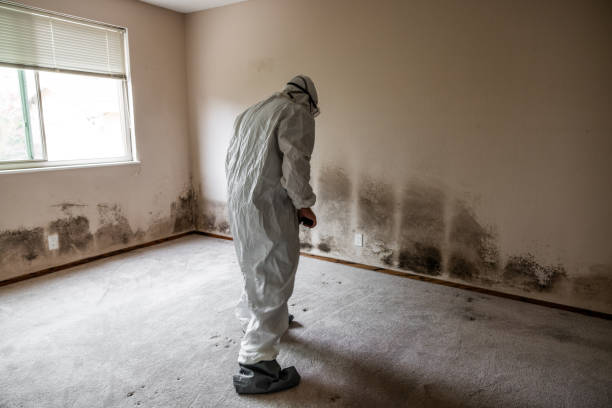 Best Black Mold Removal  in Gainesville, VA