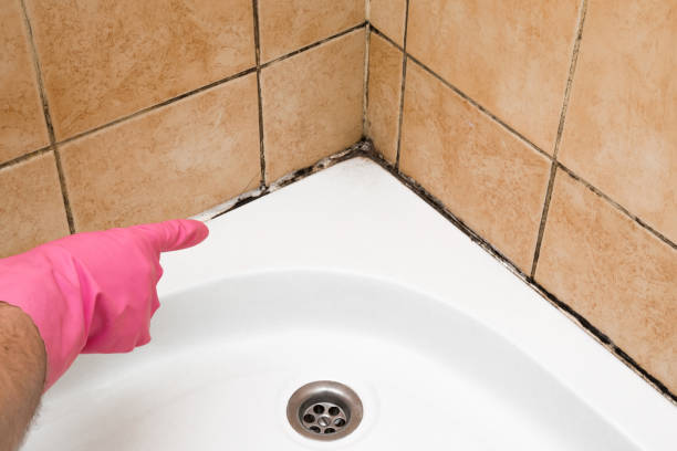 Best Office Mold Removal Services  in Gainesville, VA